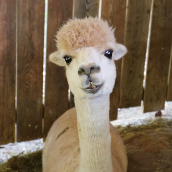 Forest the Alpaca