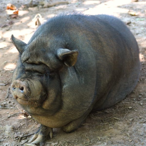 Susie Q the Pig
